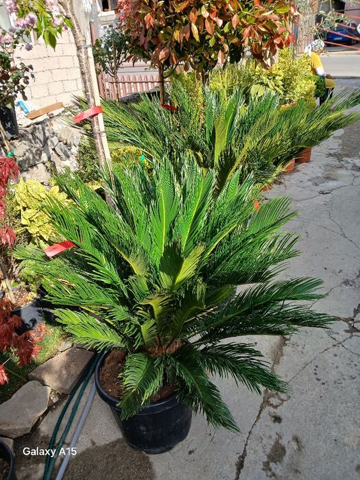 Palmieri cycas transport gratuit