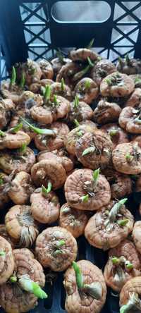 Луковицы сортовых гладиолусов