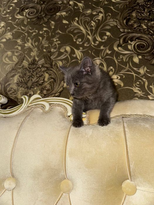 Скотиш страйт зотли