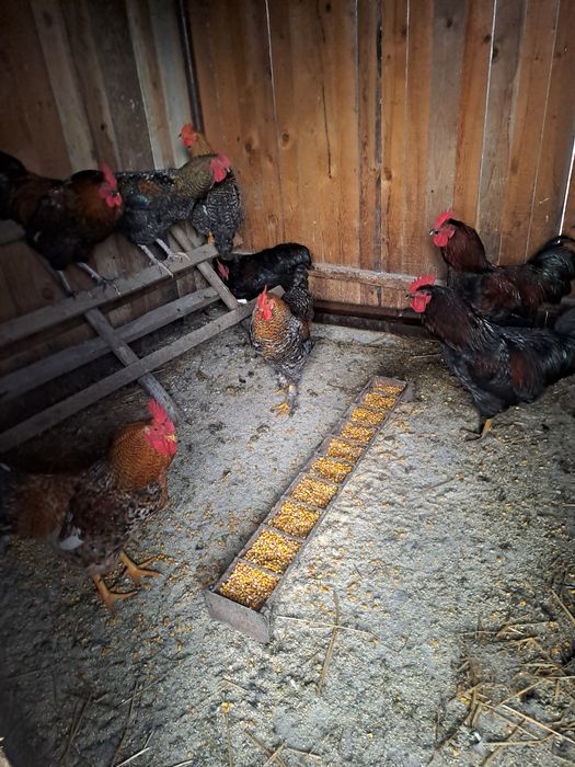 Vând cocoși de țară