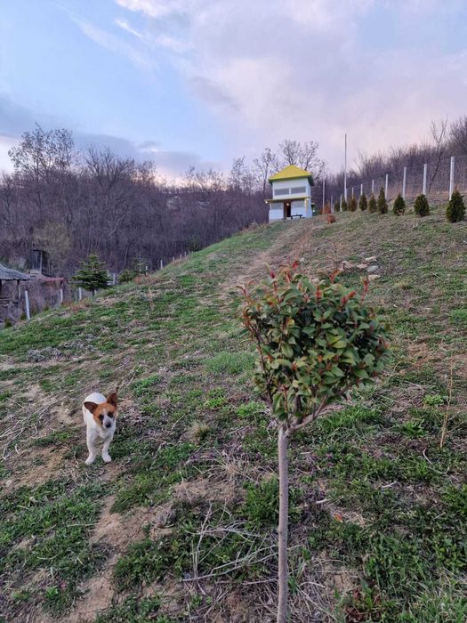 Casa de vacanta schimb