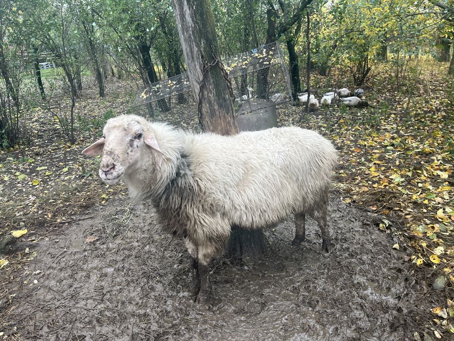 Vând berbec,vârstă: 2 ani