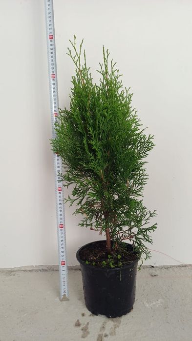 Туи Сортов Смарагд и Брабант
Брабанты от 50 - 100 см. 
Смарагд 40 - 11