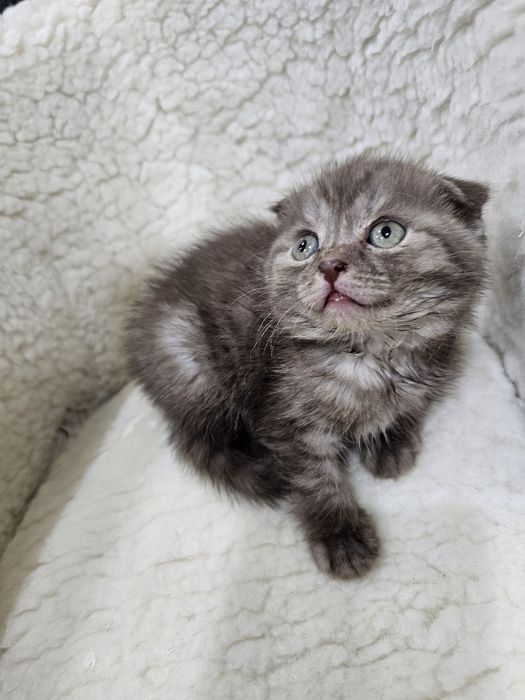 Продам шотландскую кошечку