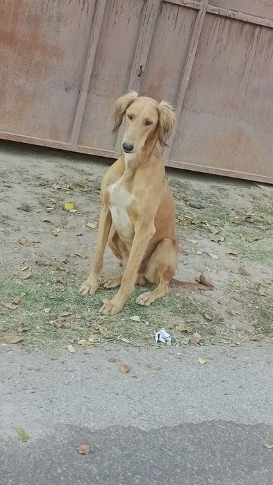 Тазы,собака охотничая