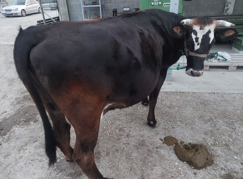 Продавам млада крава с доилен агрегат