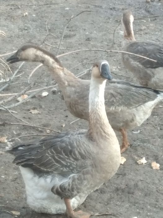 Продам гусей домашних