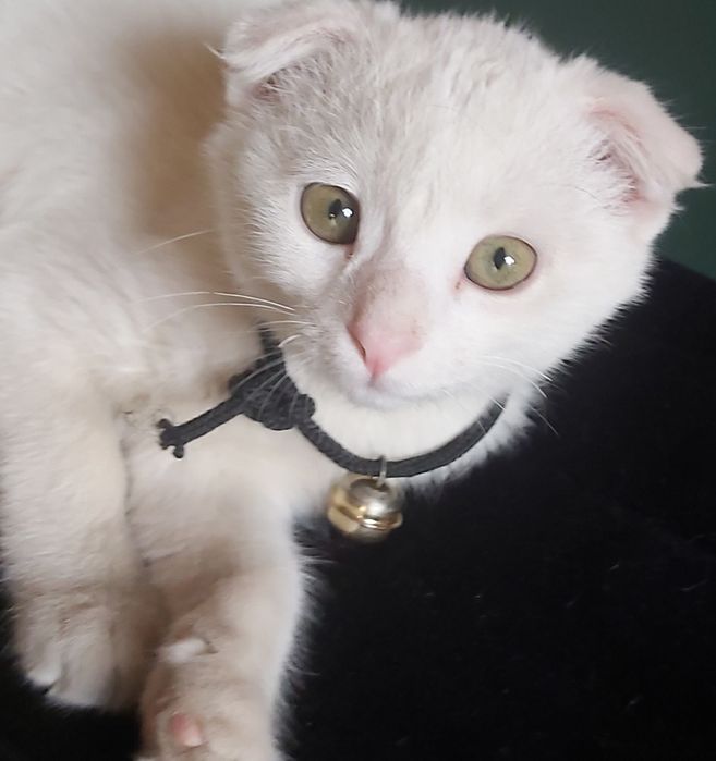 Мушук киз бола 4 ойли