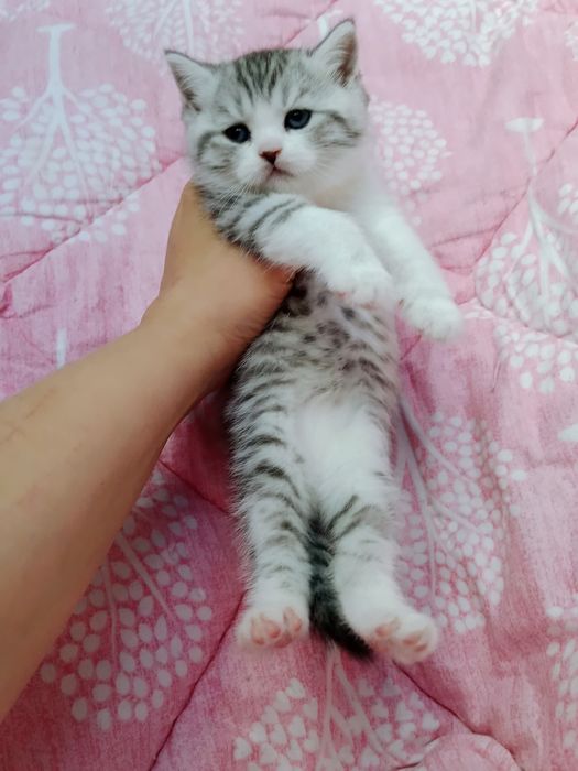 Шикарные толстые котята