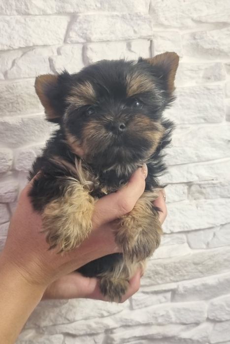 Йоркширски Териер МИНИ