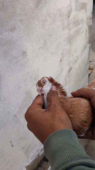 Vând Porumbei jucatori