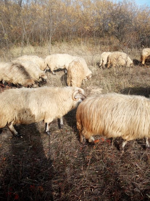 Vind oi toată turma