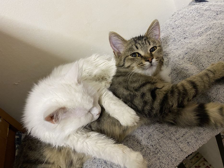 Отдам котят в добрые руки