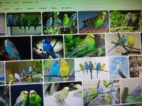 Птицы амадины экзотические птицы волнистые попугайчики