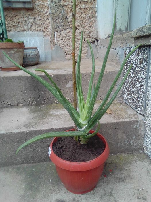 Алое Вера лечебно