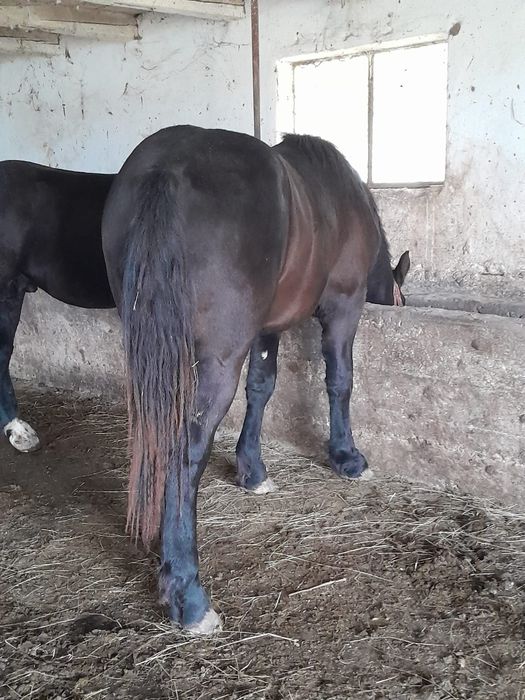 Vând mânji de un an jumate