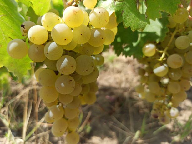 Struguri pentru vin soiuri nobile