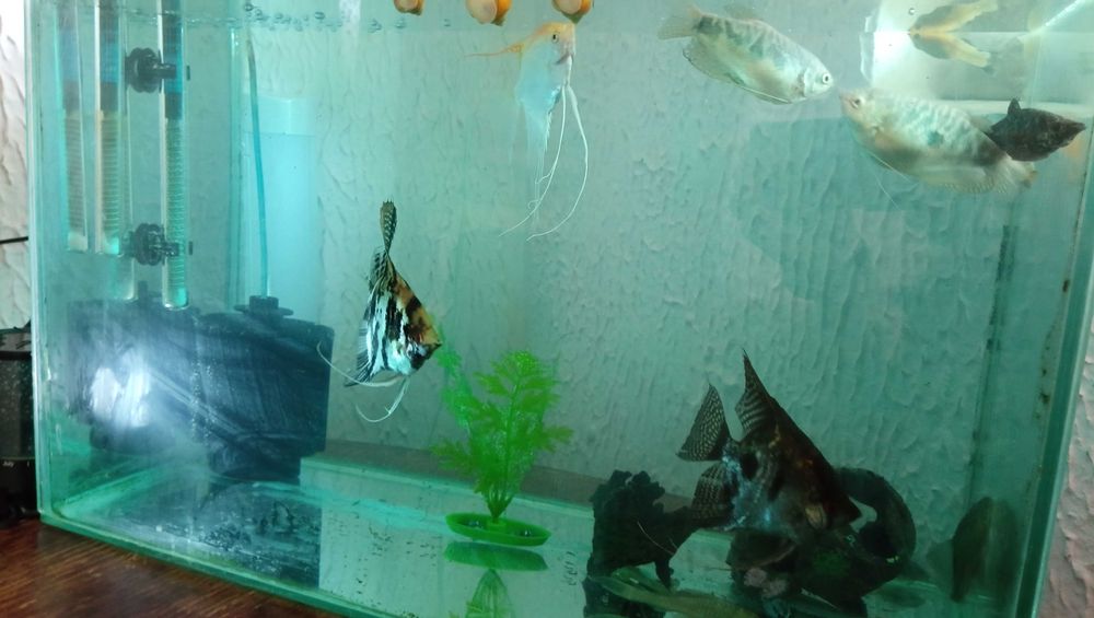 Vând acvariu de 80 l cu pestii