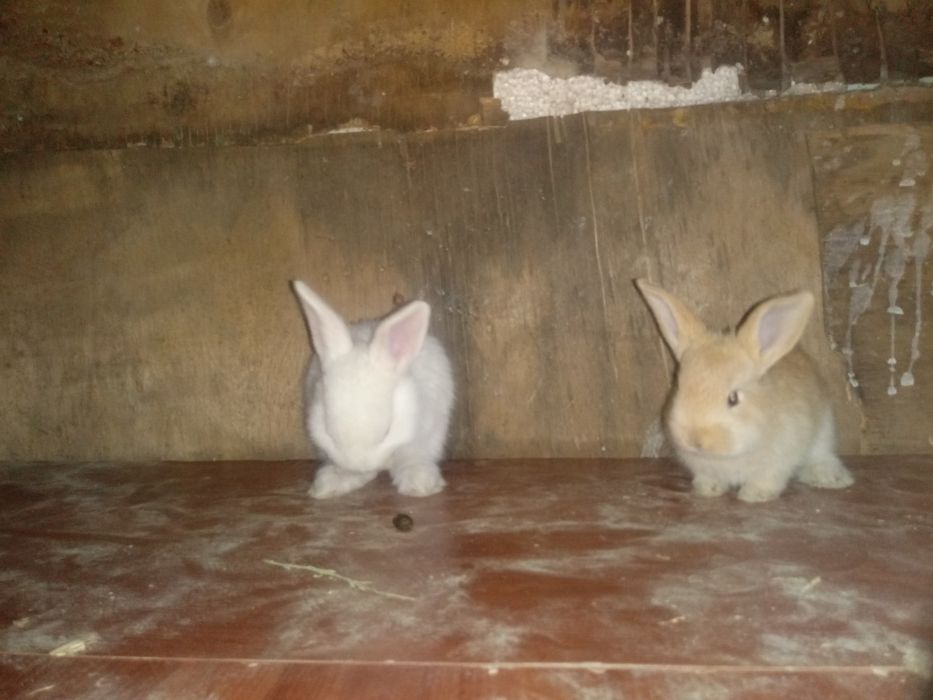 Кральчата пачти месячные. Прадам парода полу виликан смешаные