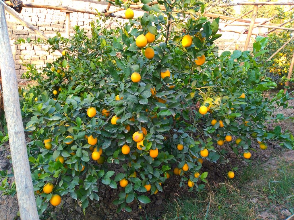 Лимон мандарин апельсин.