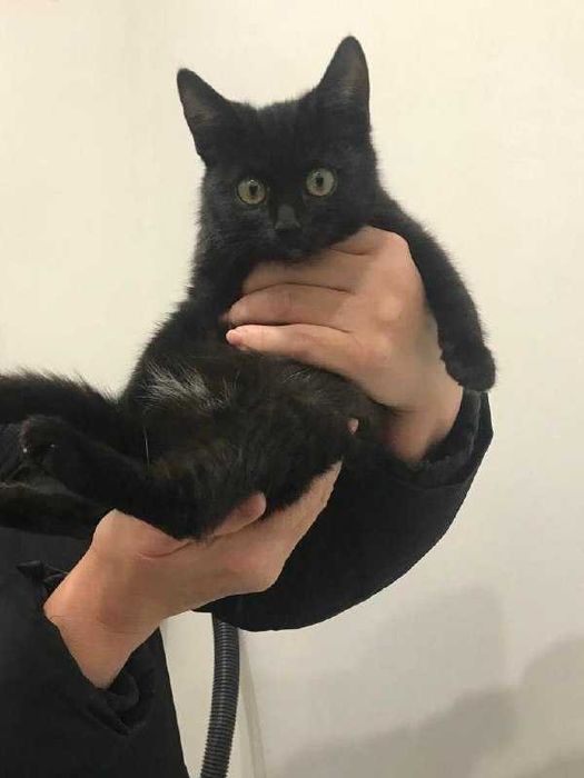 Отдадим кота в добрые руки