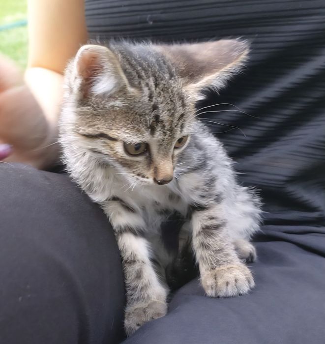 Котёнок. Котята.