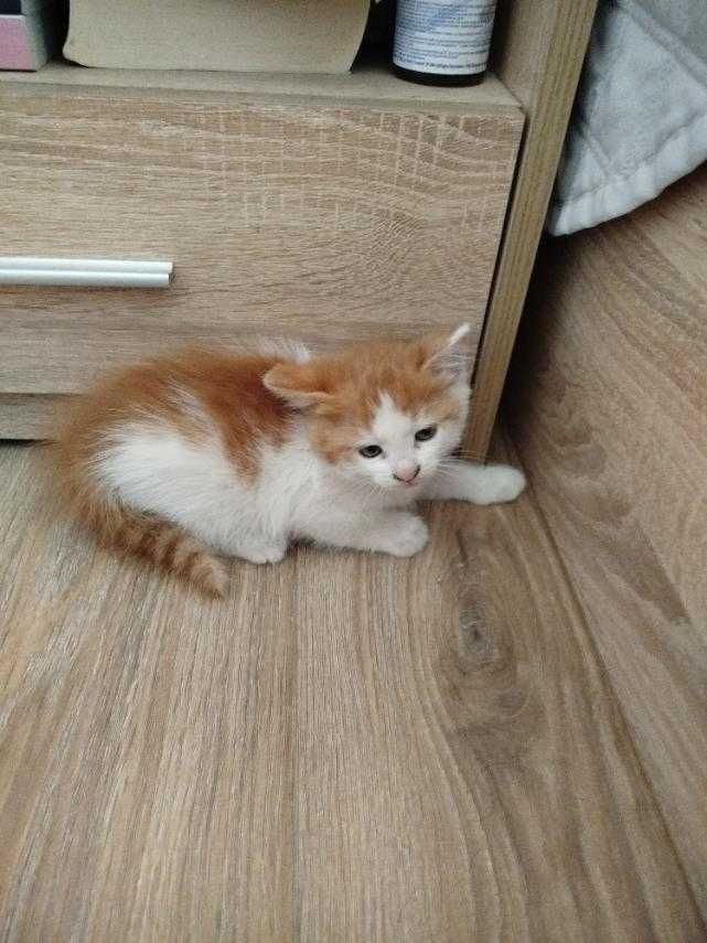 Подарям женско  котенце.