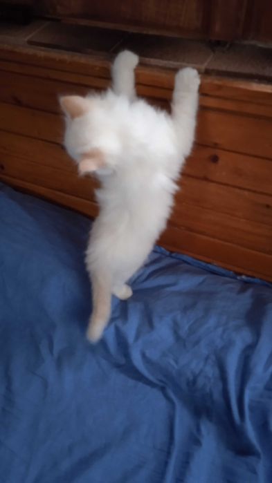 Невска маскарадна котка Neva Masquerade