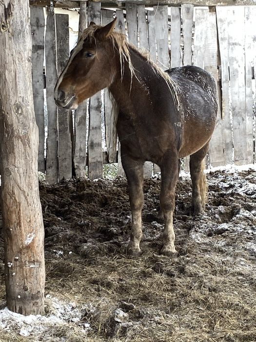 Согым тай байтал.