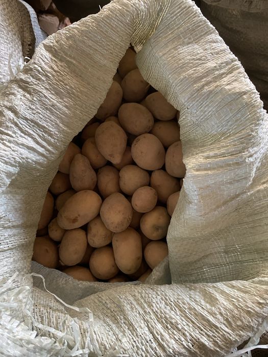 Картоп майда шиелінің.