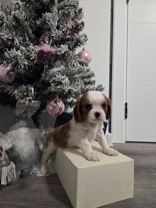 Кавалер кинг чарлз шпаньол