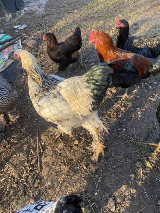 Vand cocosi diferite rase