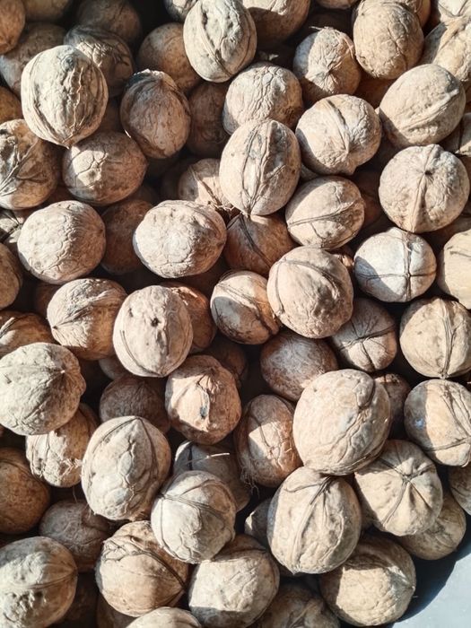 Продаются грецкие орехи домашние вкусные