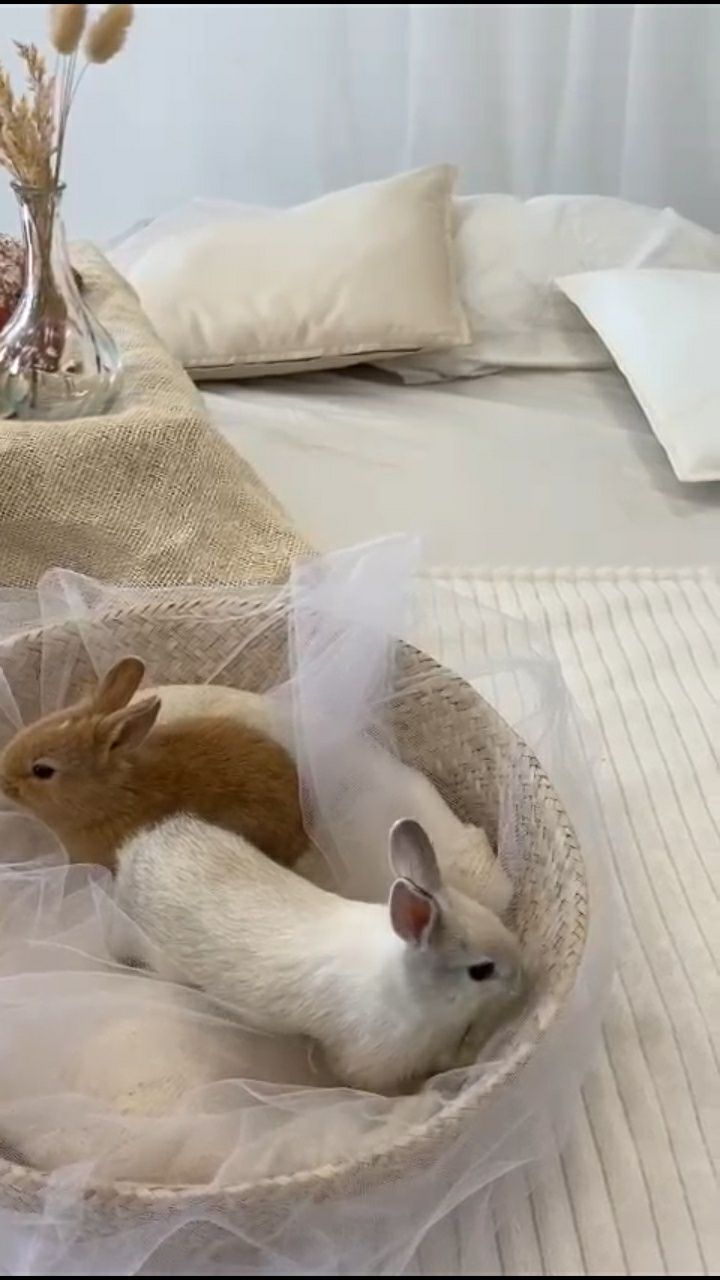 Продам декоративных кроликов карликовых