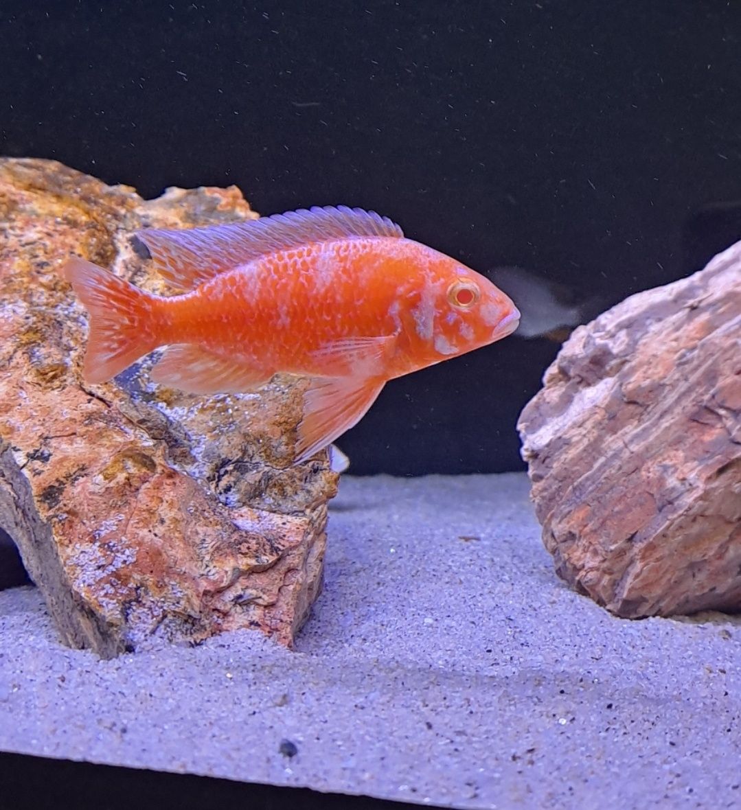 Aulonocara red dragon albino