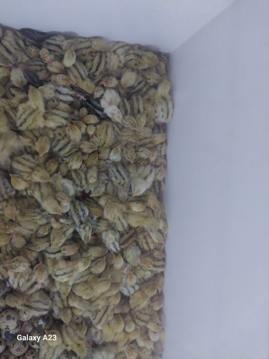 Продам перепелят