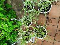 Vând plante păianjen Chlorophytum
