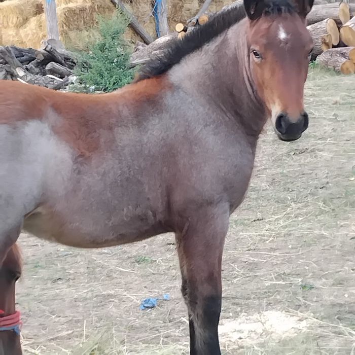 Vând o iapa și un manz