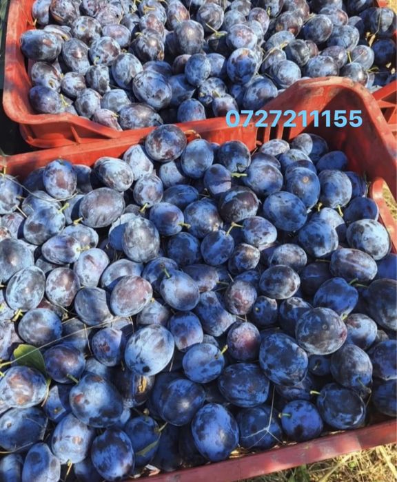 Vand prune pentru tuica palinca
