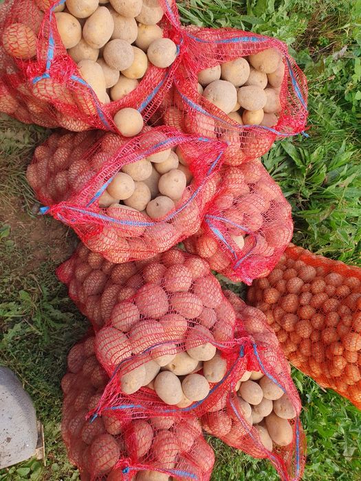 Vând cartofi de consum și pentru animale