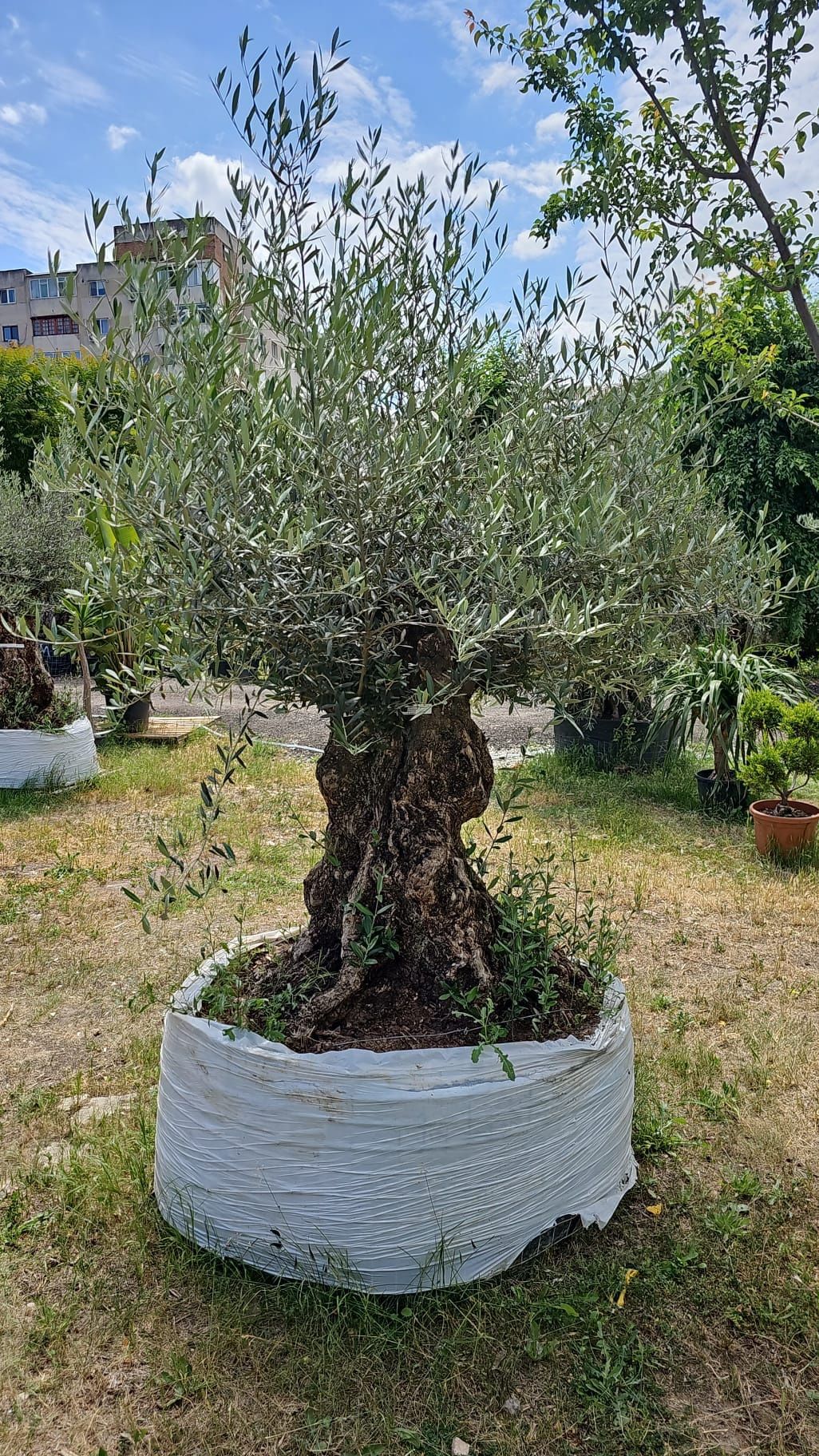 Maslini bonsai seculari