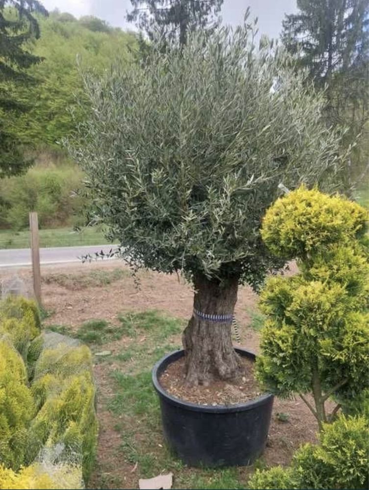 Vindem plante ornamentale