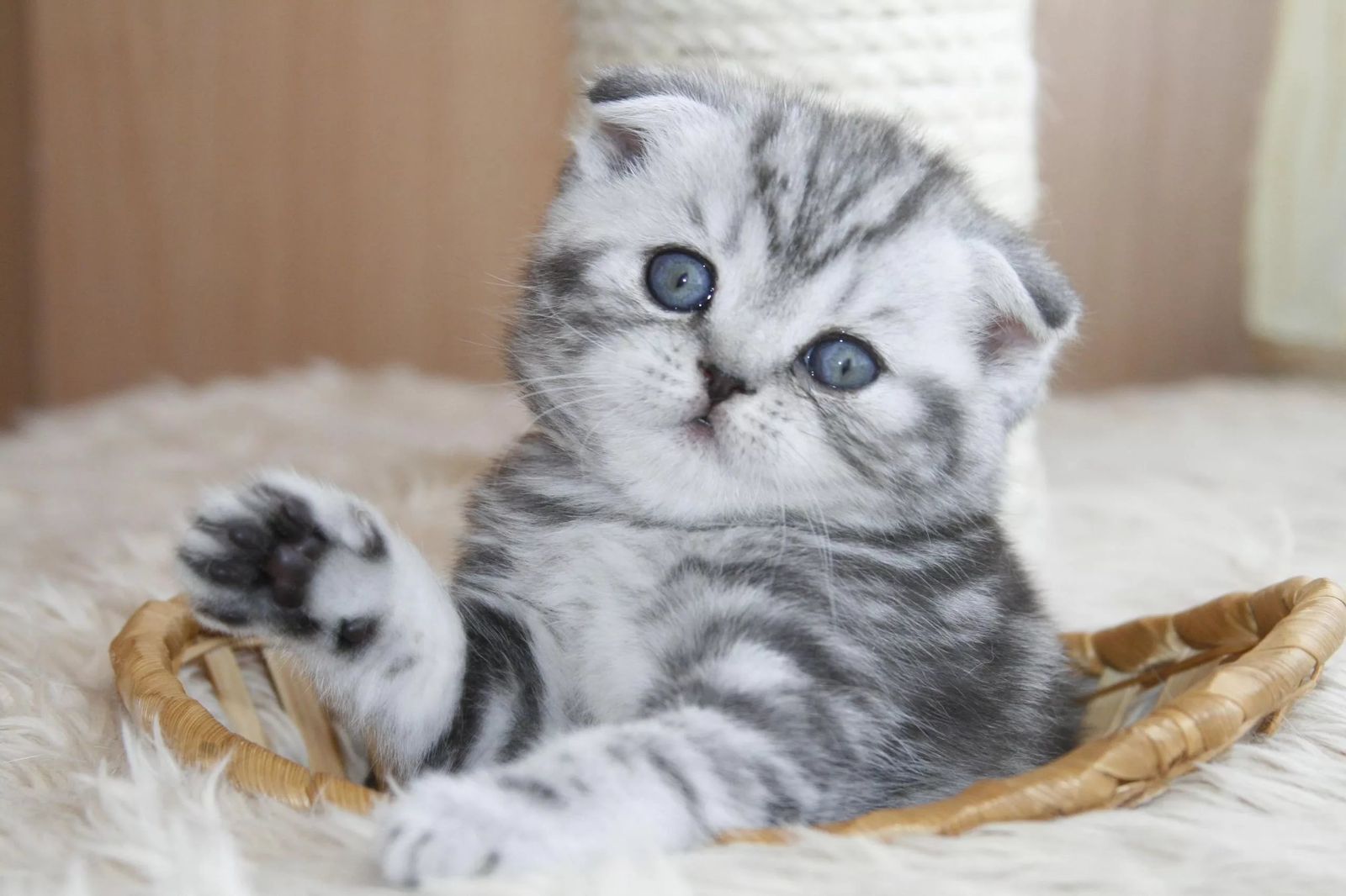 Котята шотландцы вислоухие