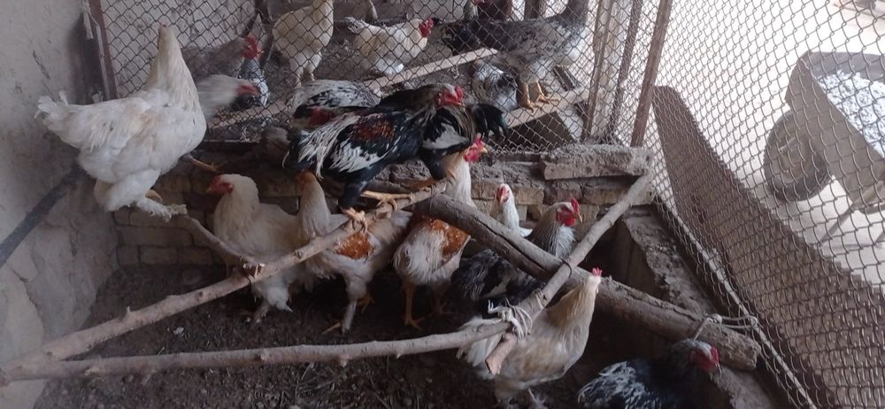 Uyda boqilgan Brama Xòrozlar sotiladi