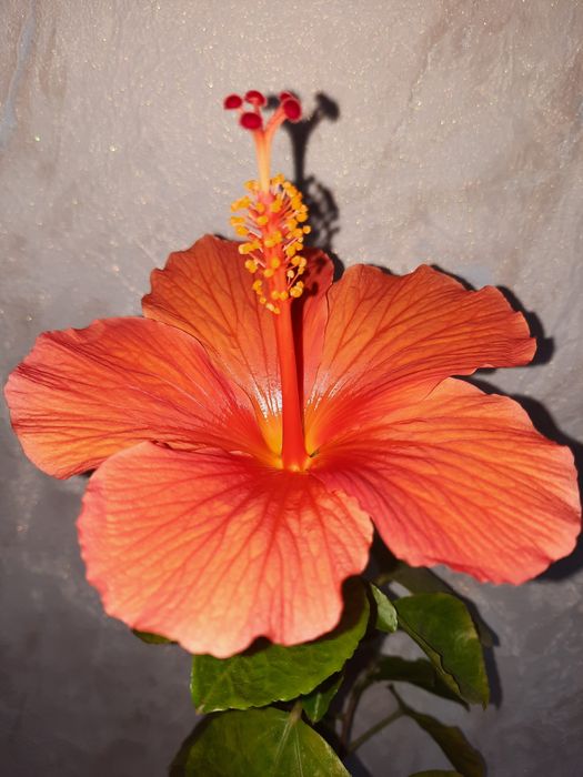 Оранжевый Гибискус
