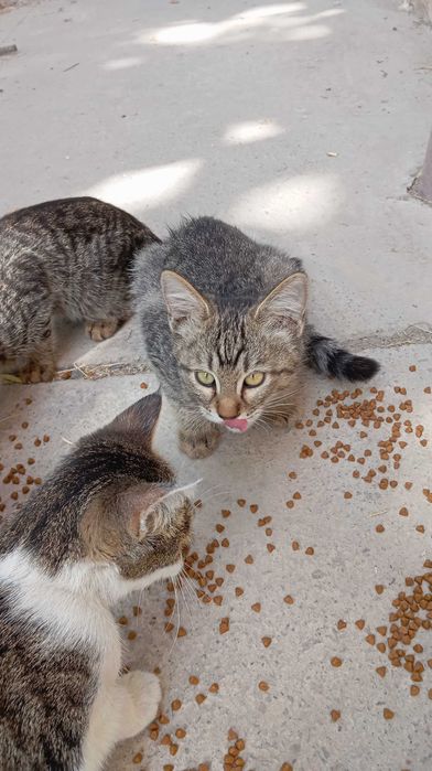 Котик, 3,5 мес., ловкий, для частного дома.