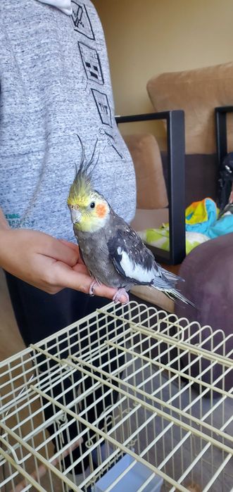 Vând pereche papagali Nimfe