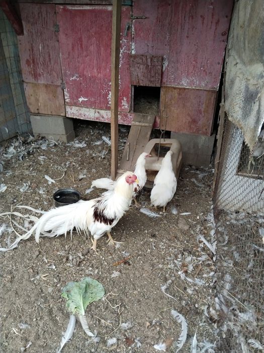 Продам кур породы Йокогамма