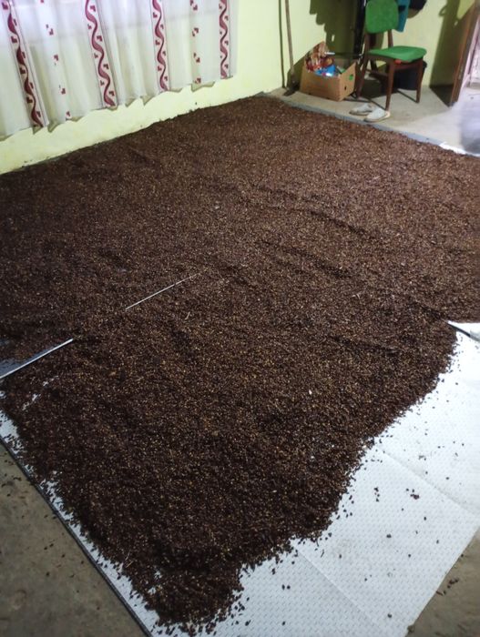 Sămânța de glădiță ( roșcove)