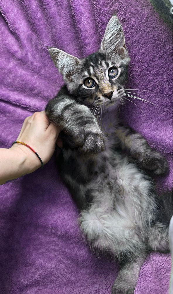 Чистокровные котята Мейн-кун